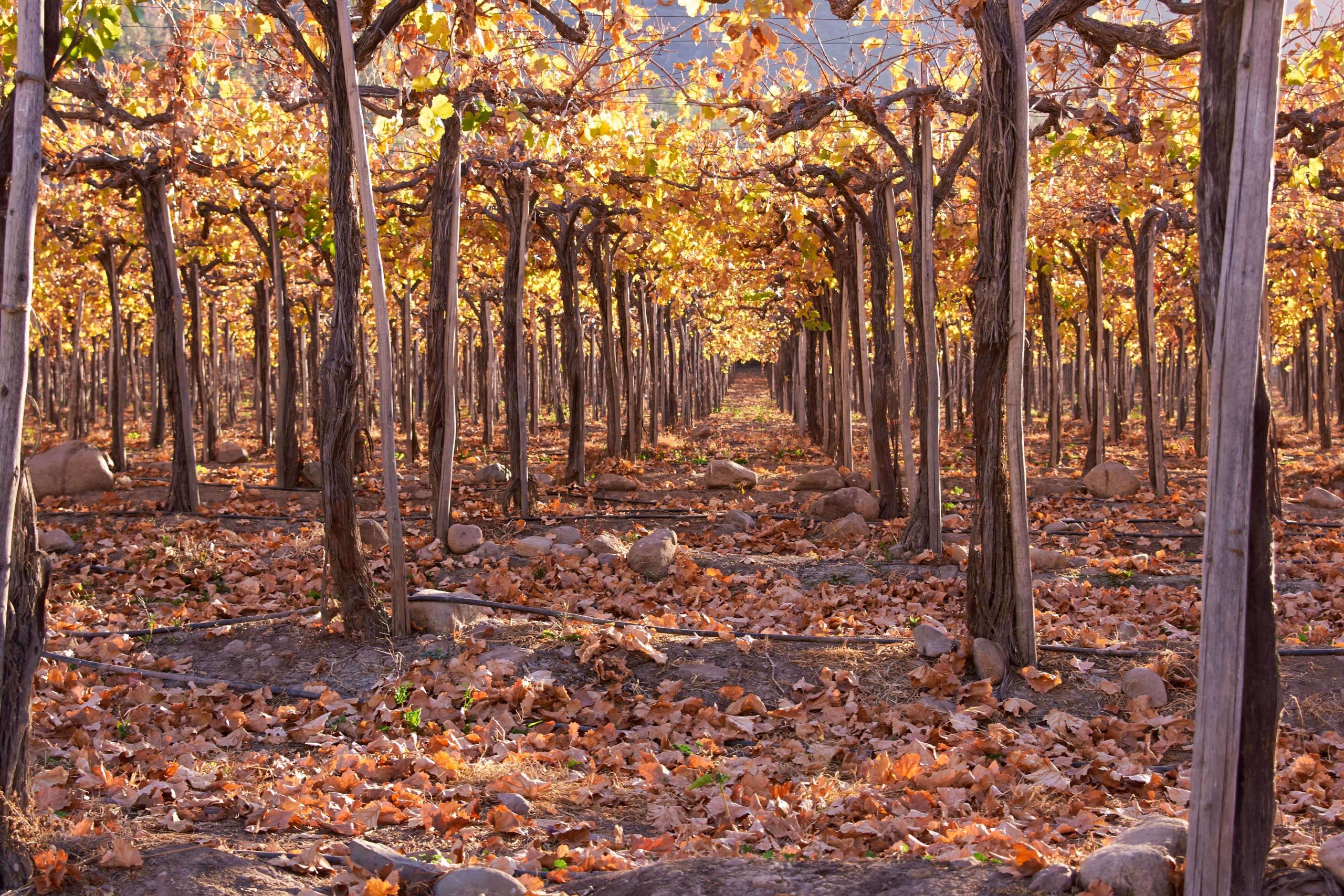 rutas-del-vino-shutterstock_197997989_montgras